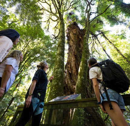 Sanctuary Mountain Maungatautari